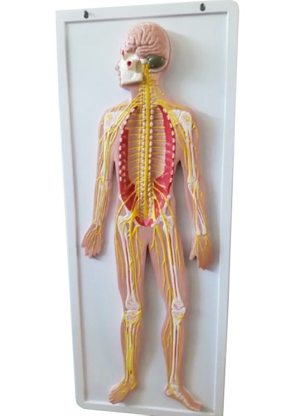 Sinir Sistemi Modeli 62Cm X 42Cm