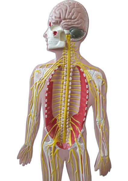 Sinir Sistemi Modeli 62Cm X 42Cm