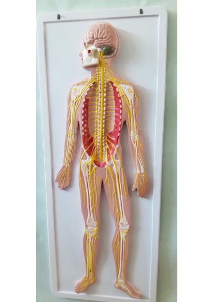 Sinir Sistemi Modeli 62Cm X 42Cm