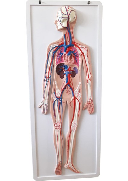 Dolaşım Sistemi Modeli 80Cm X 30Cm X 6Cm