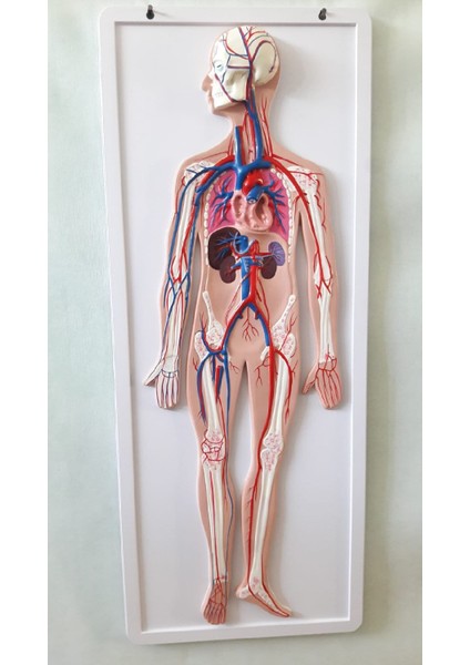 Dolaşım Sistemi Modeli 80Cm X 30Cm X 6Cm