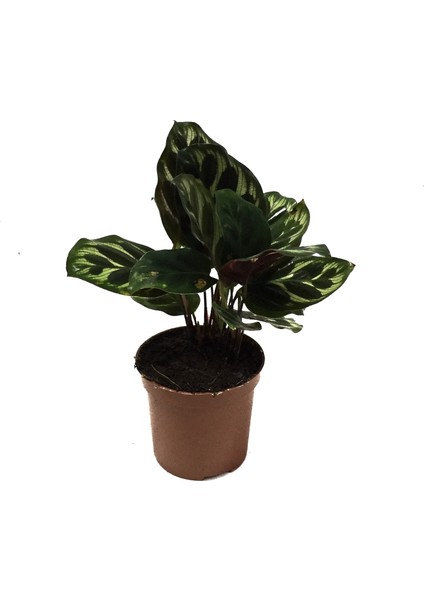 - Calathea Makoyana (Dua Çiçeği)