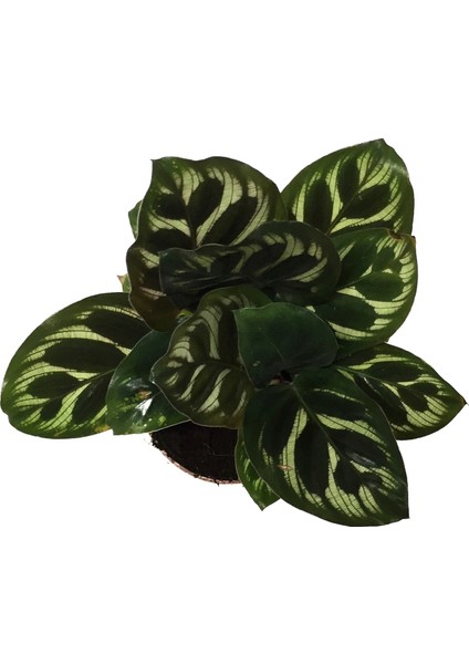 - Calathea Makoyana (Dua Çiçeği)