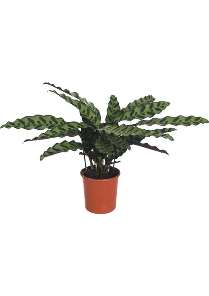 - Calathea Lancifolia (Dua Çiçeği)