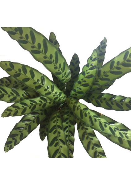 - Calathea Lancifolia (Dua Çiçeği)