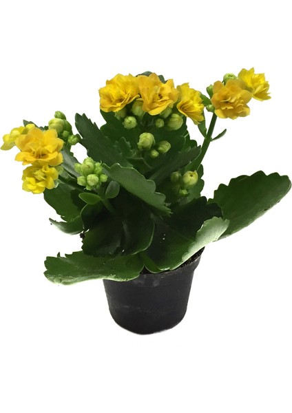 - Kalanchoe Calandiva 'Yellow' (Kalanşo Çiçeği)