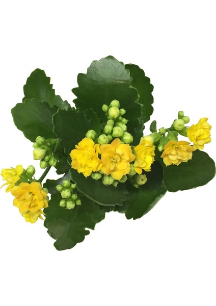 - Kalanchoe Calandiva 'Yellow' (Kalanşo Çiçeği)