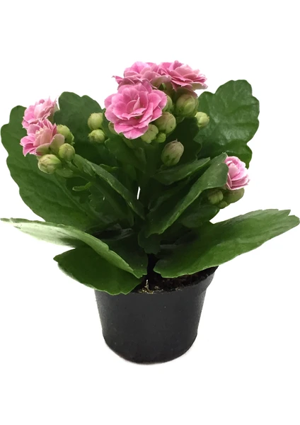 - Kalanchoe Calandiva 'Pink' (Kalanşo Çiçeği)