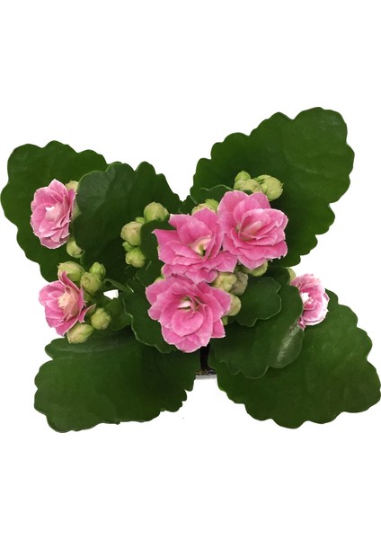 - Kalanchoe Calandiva 'Pink' (Kalanşo Çiçeği)