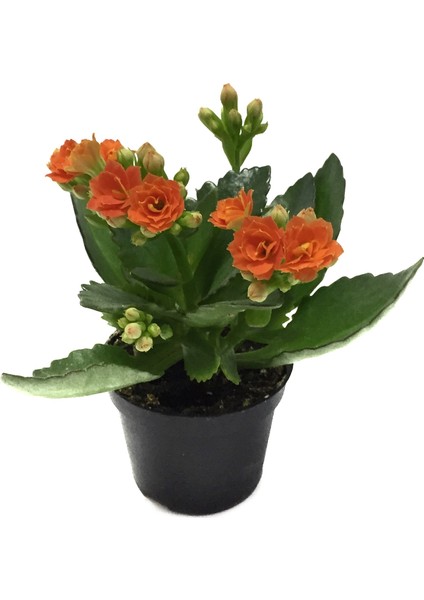- Kalanchoe Calandiva 'Orange' (Kalanşo Çiçeği)