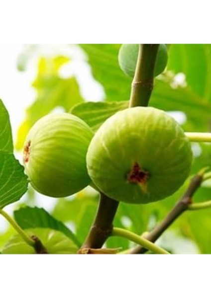 Bursa Beyaz İncir Fidanı 3 Yaş