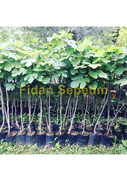 Bursa Beyaz İncir Fidanı 3 Yaş fiyatları