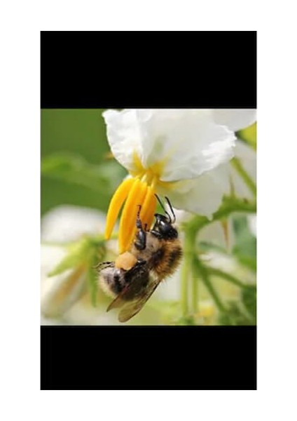 Form-10 Çiçeklendirici ve Meyve Tutturucu Polen Arttırıcı Gübre 400 gr fiyatları