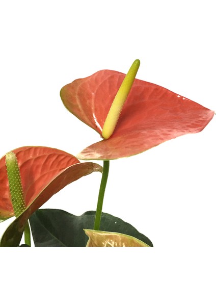 - Anthurium Andreanum 'Orange' (Flamingo Çiçeği)