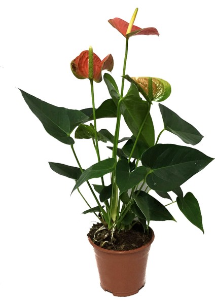 - Anthurium Andreanum 'Orange' (Flamingo Çiçeği) fiyatları