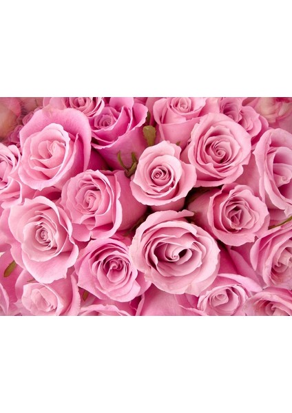 Pembe Güller Fotoğraf Kanvas Tablo fiyatları