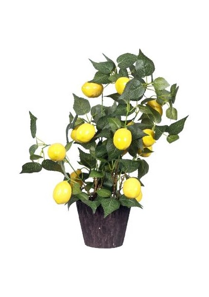 Bodur Limon Bonzai Ağacı Tohumu 3'lü