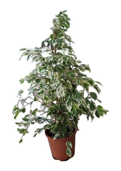 Benjamin Salon Bitkisi Alacalı Benjamin Starlight Ficus 70 - 100 cm