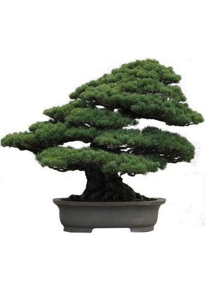 Bodur Sarıçam Bonzai Ağacı Tohumu 5'li