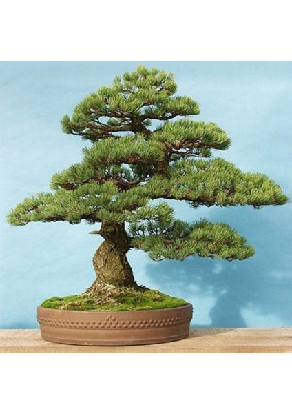 Bodur Sarıçam Bonzai Ağacı Tohumu 5'li fiyatları