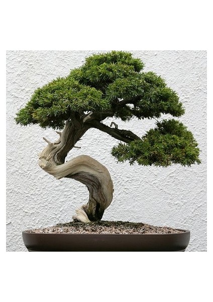 Bodur Sarıçam Bonzai Ağacı Tohumu 5'li modelleri