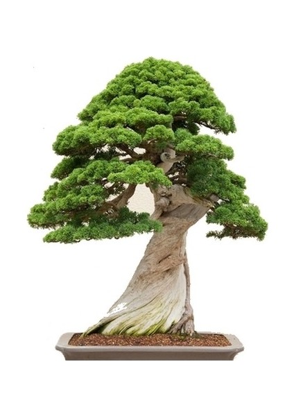 Serdar Çam Tohumculuk Nadir İthal Okaliptüs Bonzai Ağacı Tohumu 5 Tohum Bonsai Tohumu