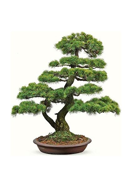 Serdar Çam Tohumculuk Nadir İthal Okaliptüs Bonzai Ağacı Tohumu 5 Tohum Bonsai Tohumu