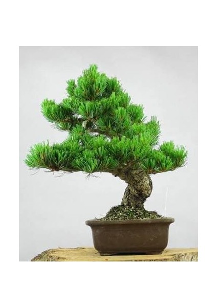 Serdar Çam Tohumculuk Nadir İthal Okaliptüs Bonzai Ağacı Tohumu 5 Tohum Bonsai Tohumu