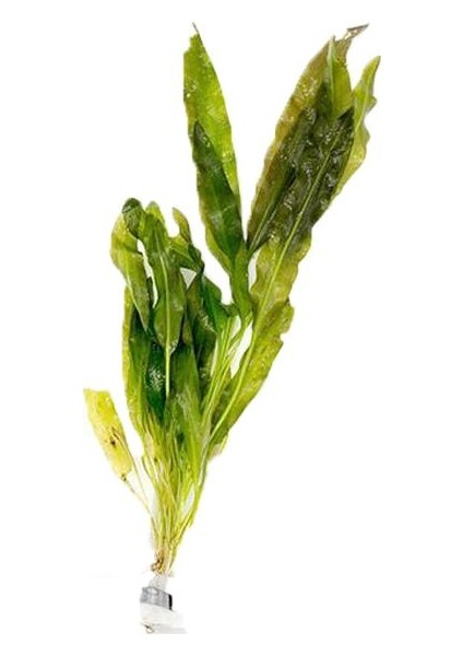 Aponogeton Crispus Saksı Canlı Bitki