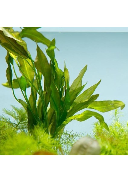 Aponogeton Crispus Saksı Canlı Bitki fiyatları