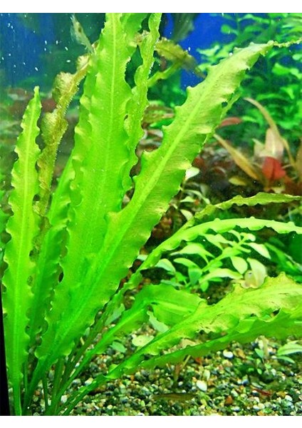 Aponogeton Crispus Saksı Canlı Bitki modelleri