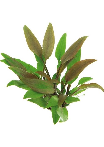 Akvaryum Bitkileri Cryptocoryne Lutea Saksı Canlı Bitki