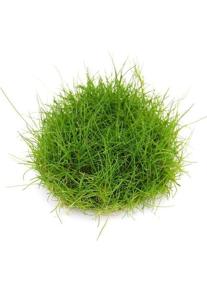 Eleocharis Parvula Mini In Vitro Canlı Bitki