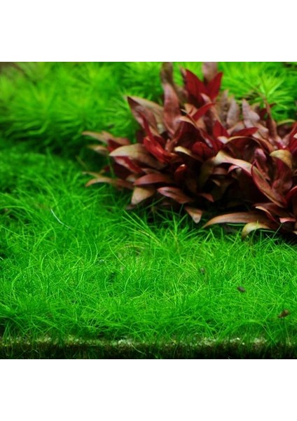 Eleocharis Parvula Mini In Vitro Canlı Bitki