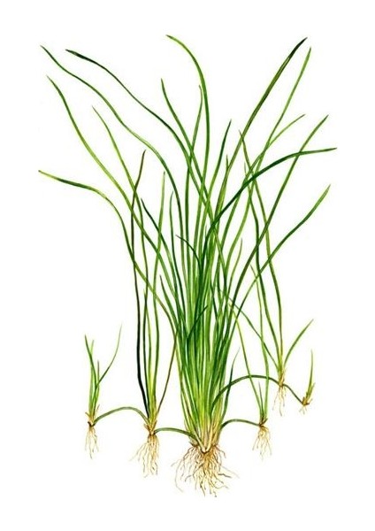 Vallisneria Nana 'saz' Saksı Canlı Bitki