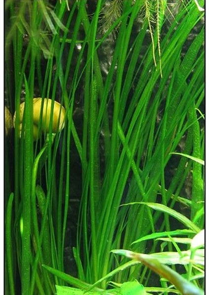 Vallisneria Nana 'saz' Saksı Canlı Bitki