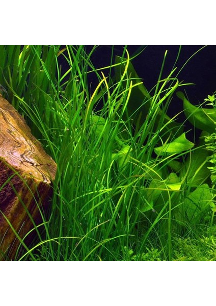 Vallisneria Nana 'saz' Saksı Canlı Bitki