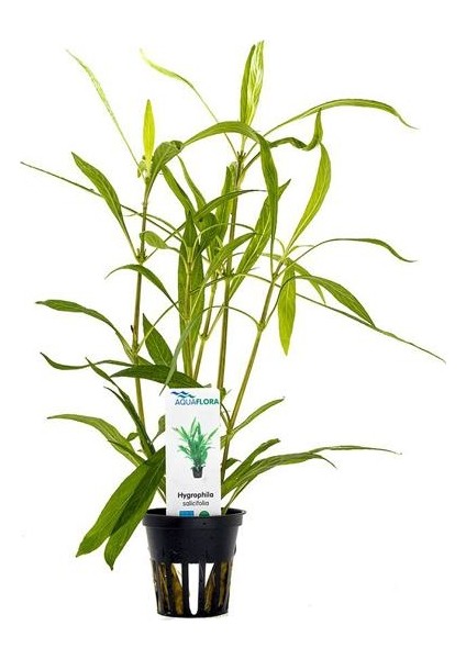 Hygrophila Salicifolia Saksı Canlı Bitki