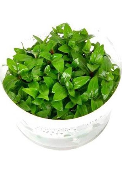 Staurogyne Repens Cup In Vitro Canlı Bitki
