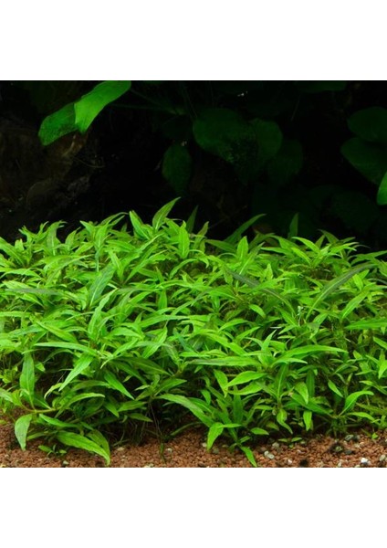 Staurogyne Repens Cup In Vitro Canlı Bitki