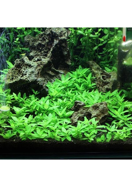 Staurogyne Repens Cup In Vitro Canlı Bitki