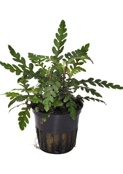 Hygrophila Pinnatifida Saksı Canlı Bitki