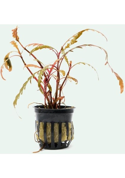 Hygrophila Pinnatifida Saksı Canlı Bitki fiyatları