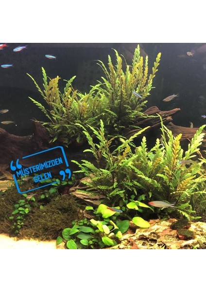 Hygrophila Pinnatifida Saksı Canlı Bitki modelleri