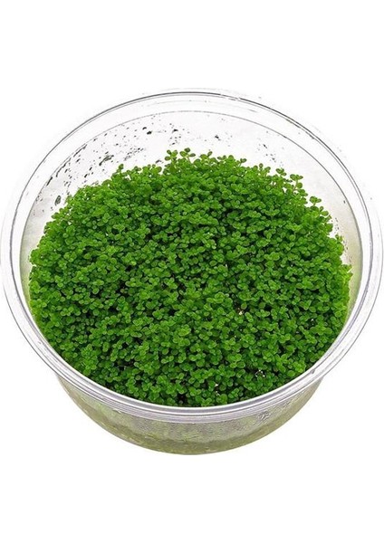Hemianthus Callitrichoides Cuba In Vitro Canlı Bitki