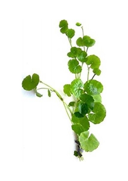 Hydrocotyle Leucocephala Saksı Canlı Bitki