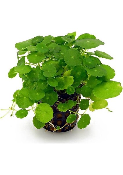 Hydrocotyle Leucocephala Saksı Canlı Bitki