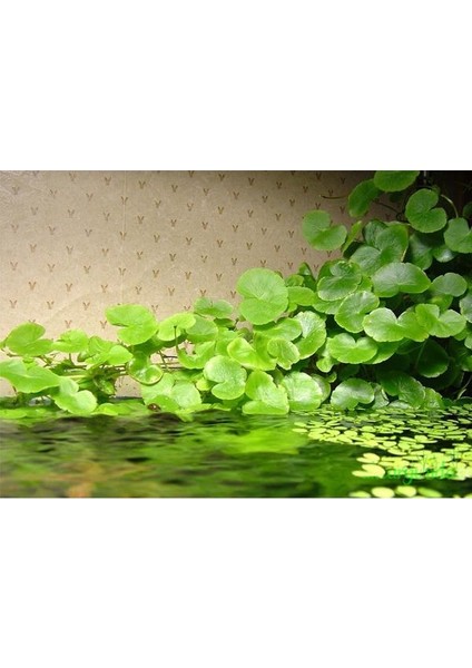 Hydrocotyle Leucocephala Saksı Canlı Bitki