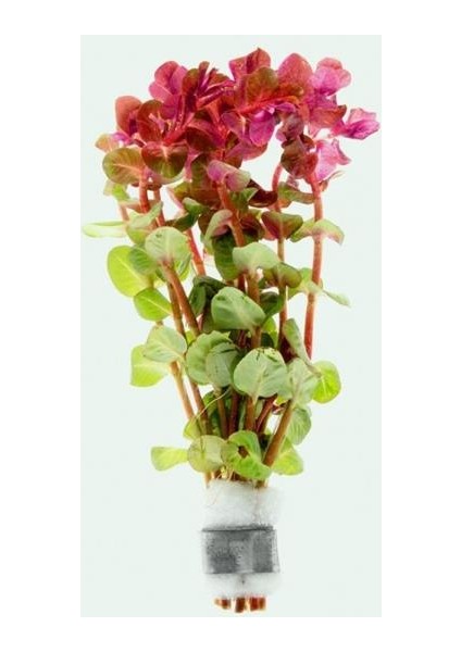 Rotala Macrandra Mini Pink Saksı Canlı Bitki fiyatları