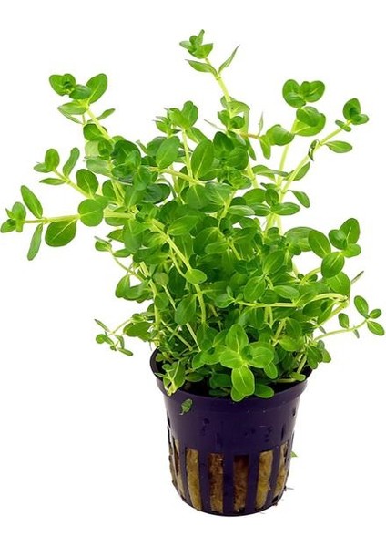 Rotala Sp Green Saksı Canlı Bitki